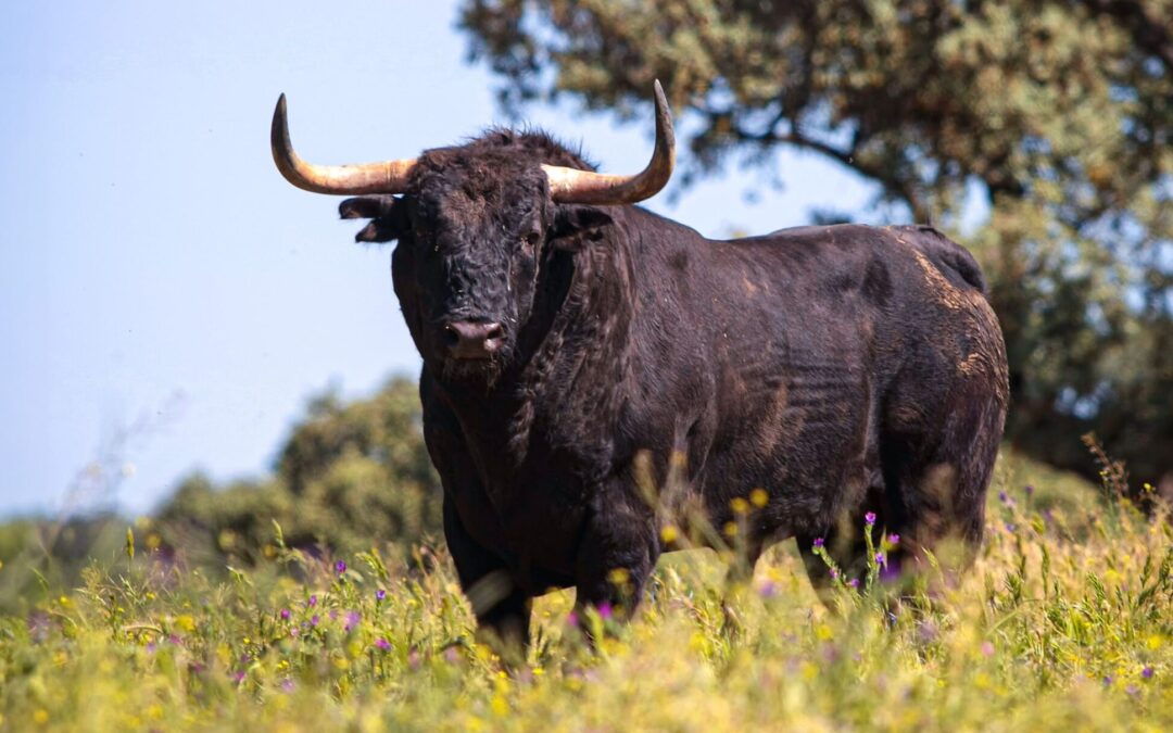 Las cifras de la crianza del toro bravo, al desnudo: ¿cuánto cuesta mantener una ganadería de lidia?