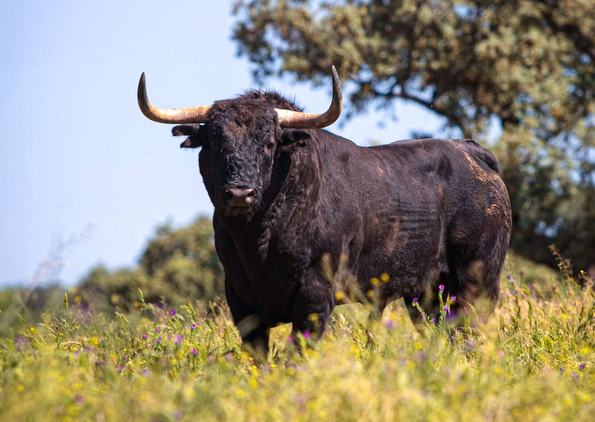 1F0K8606 copia 2 (1)