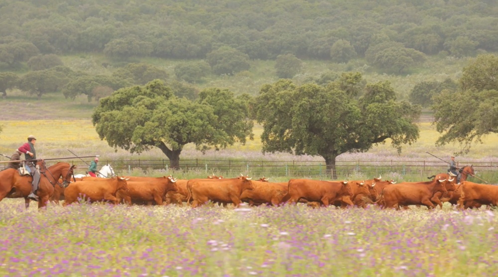 Faenas y Domas de campo