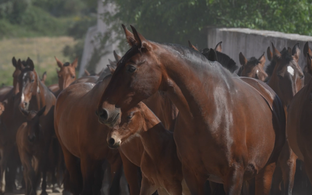 La Coudelaria de Alter, cuna del caballo lusitano