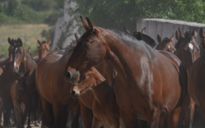 La Coudelaria de Alter, cuna del caballo lusitano