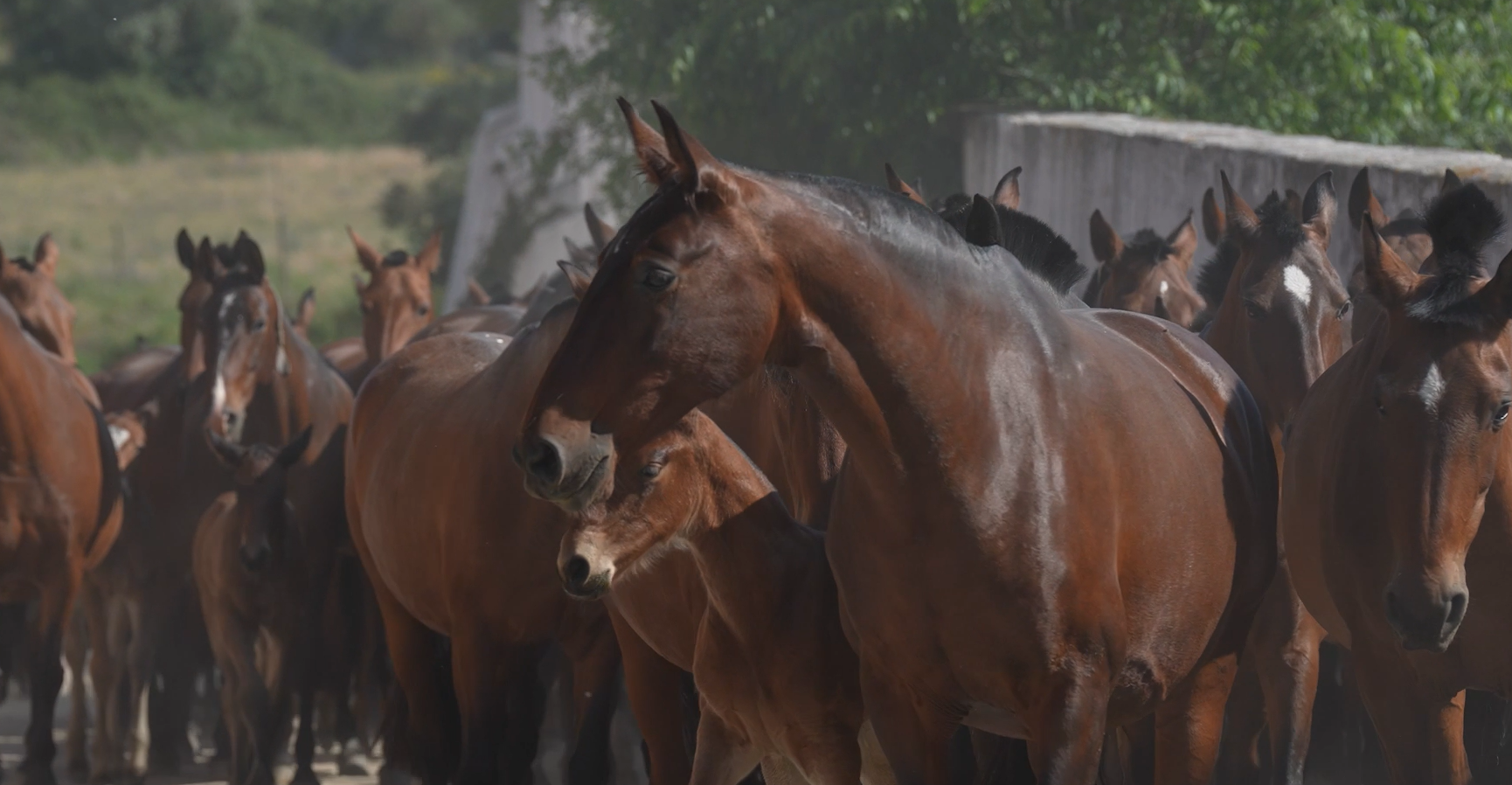 La Coudelaria de Alter. Cuna del caballo lusitano